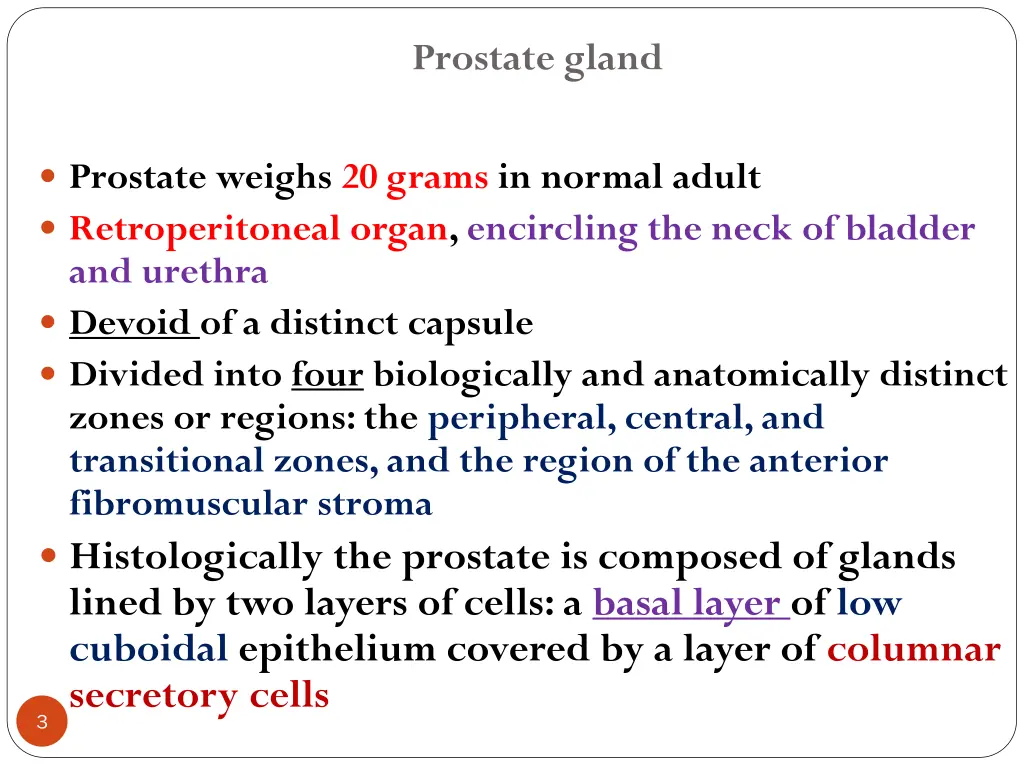 prostate gland