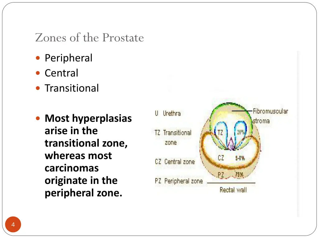 zones of the prostate