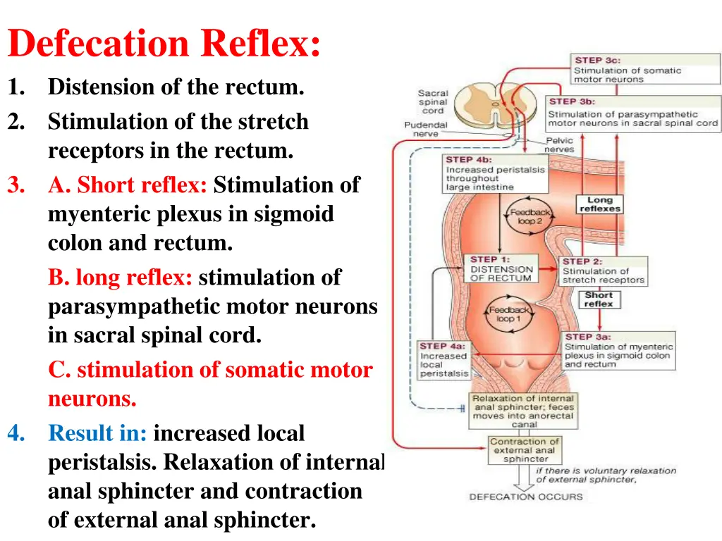 defecation reflex 1 distension of the rectum