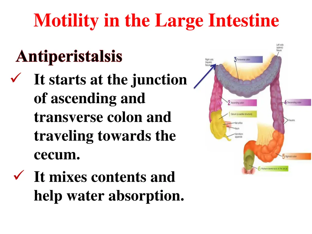motility in the large intestine 3