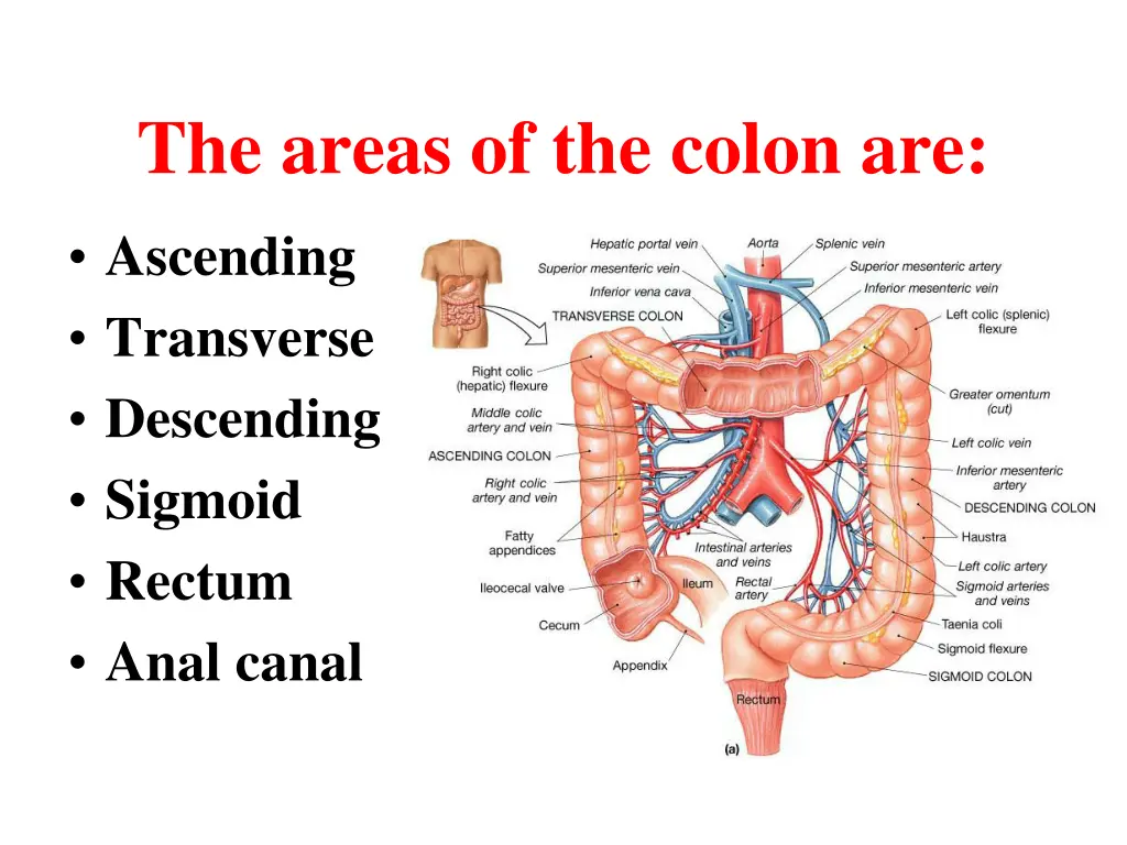 the areas of the colon are