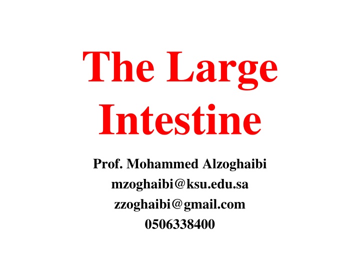 the large intestine