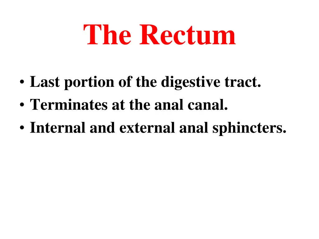 the rectum