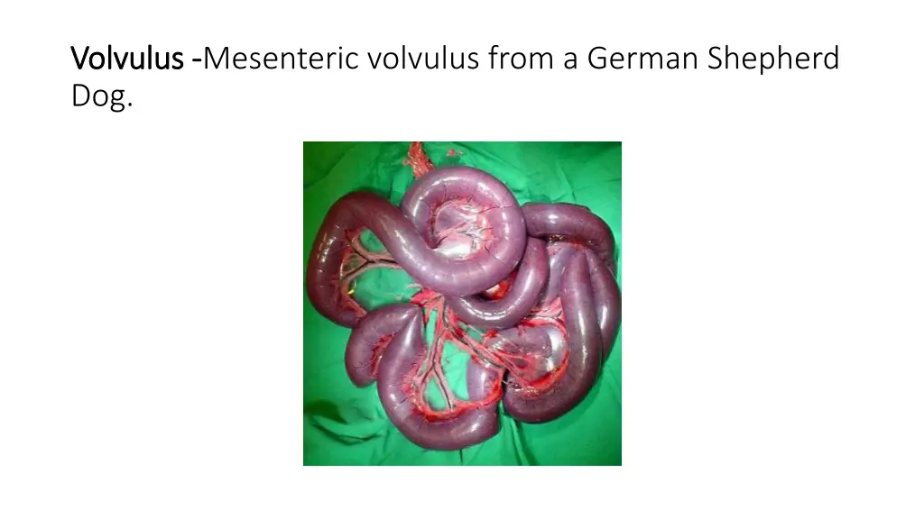 volvulus volvulus mesenteric volvulus from