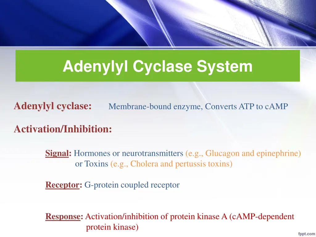 adenylyl cyclase system