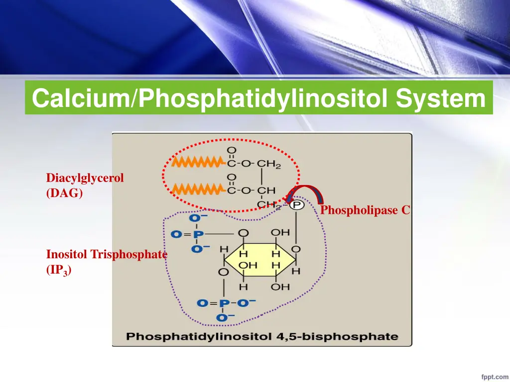 calcium phosphatidylinositol system