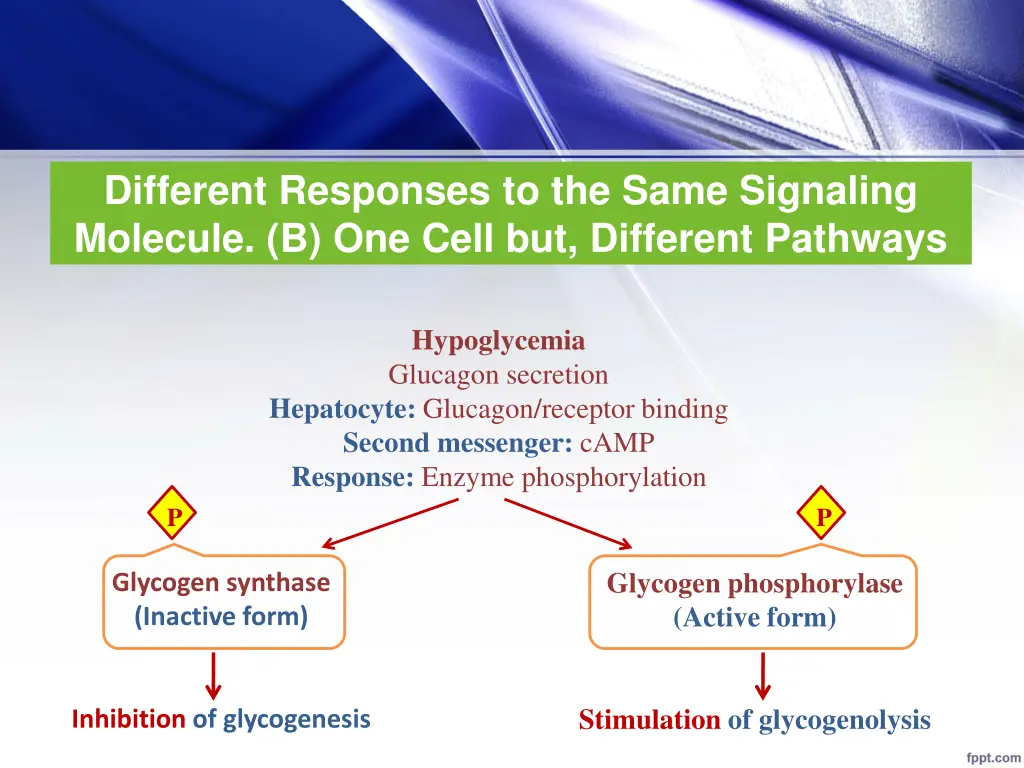 different responses to the same signaling 1