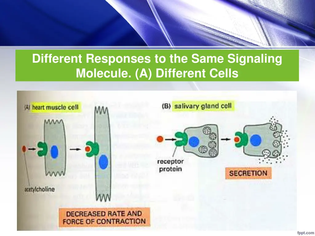 different responses to the same signaling