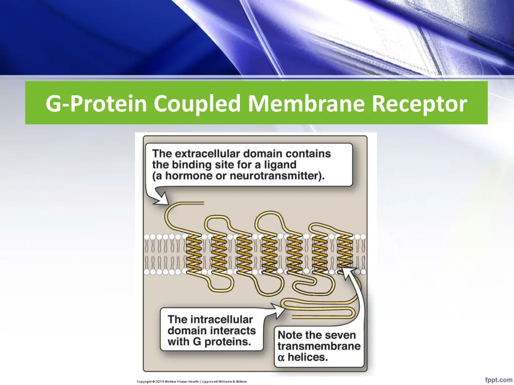 g protein coupled membrane receptor