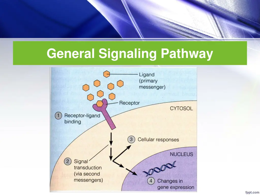 general signaling pathway