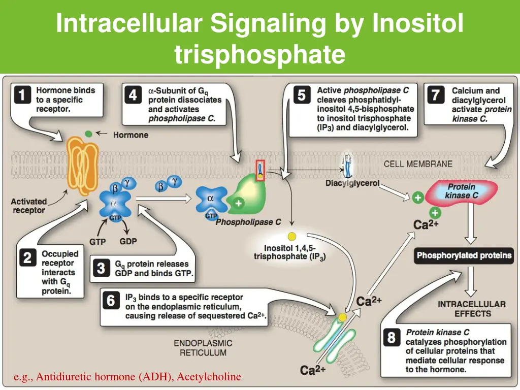 intracellular signaling by inositol trisphosphate