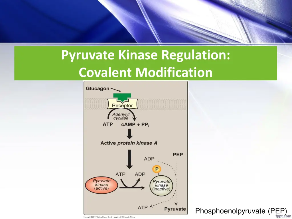 pyruvate kinase regulation covalent modification