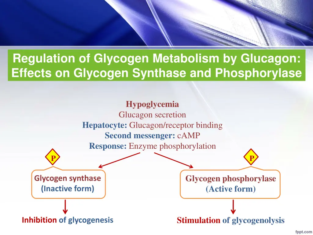 regulation of glycogen metabolism by glucagon