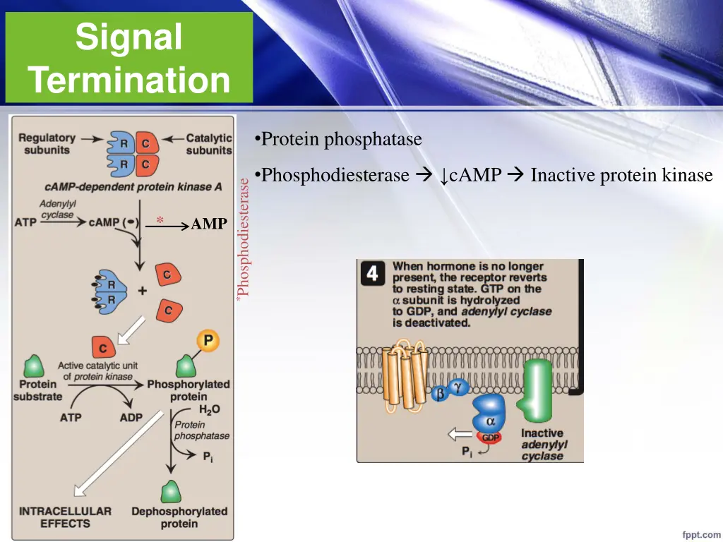 signal termination