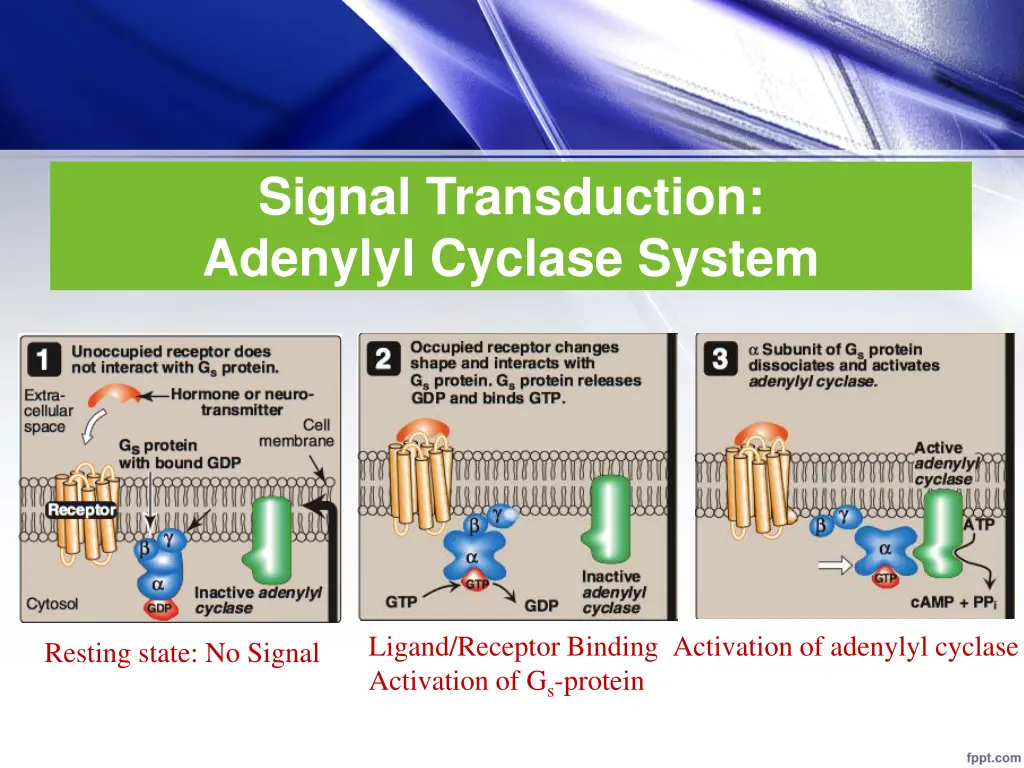 signal transduction adenylyl cyclase system