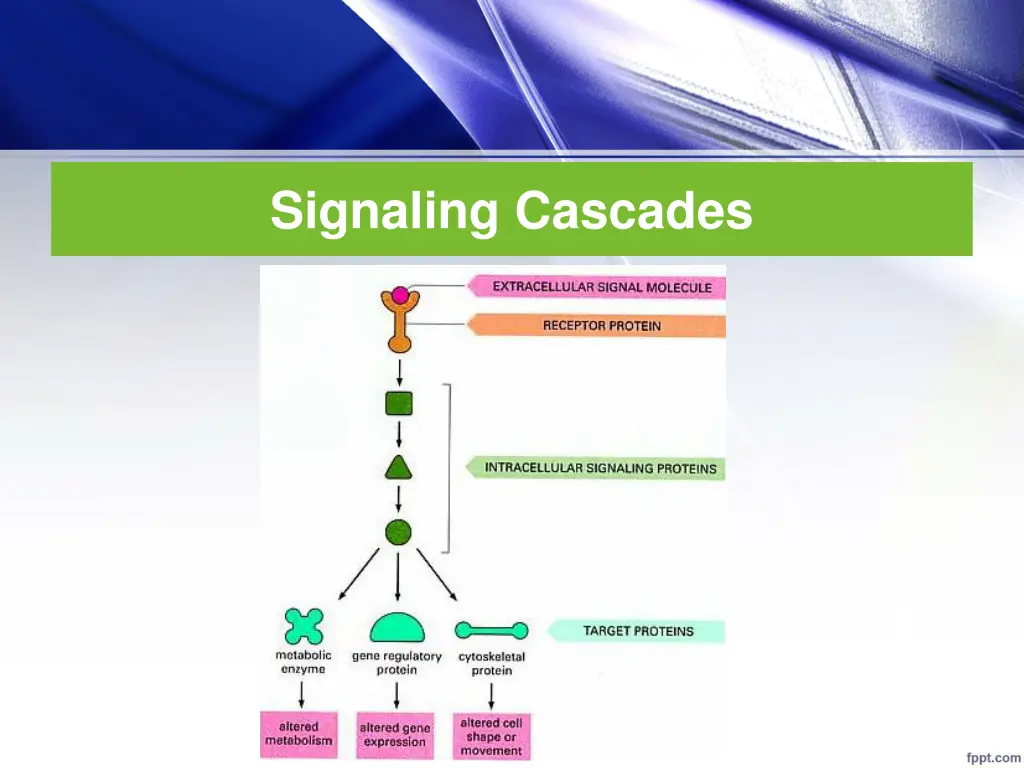 signaling cascades