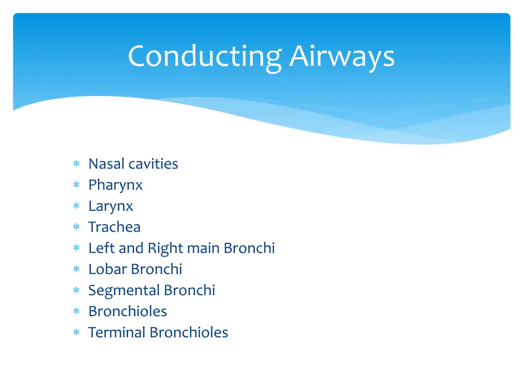 conducting airways