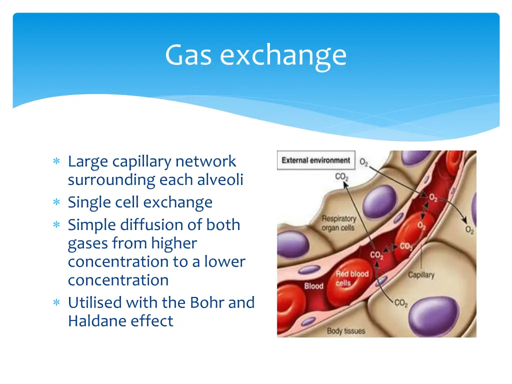 gas exchange