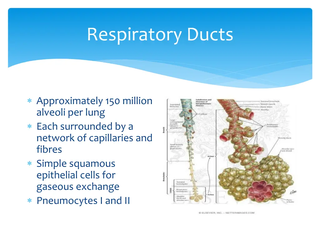 respiratory ducts