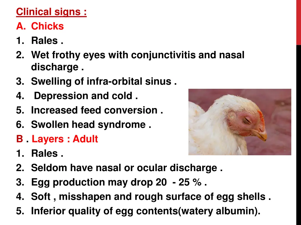 clinical signs a chicks 1 rales 2 wet frothy eyes