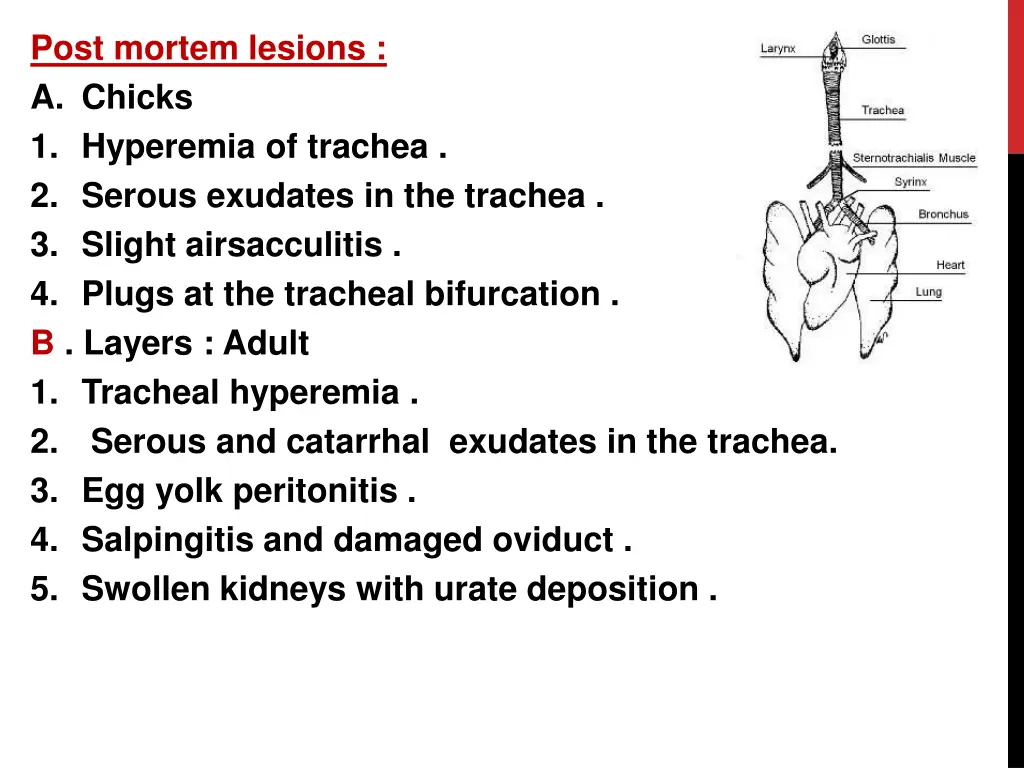 post mortem lesions a chicks 1 hyperemia
