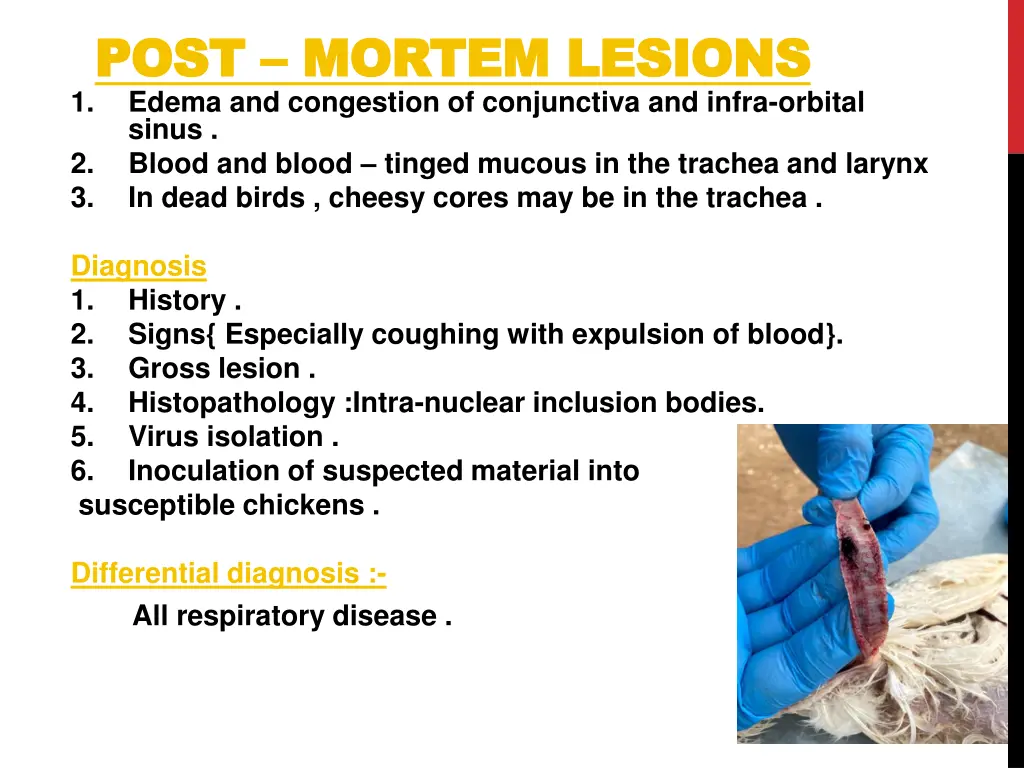 post post mortem lesions mortem lesions edema