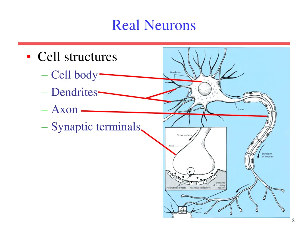 real neurons