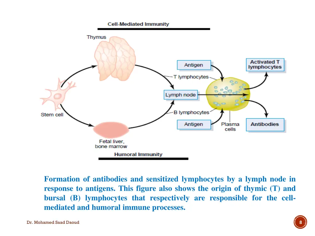 formation of antibodies and sensitized