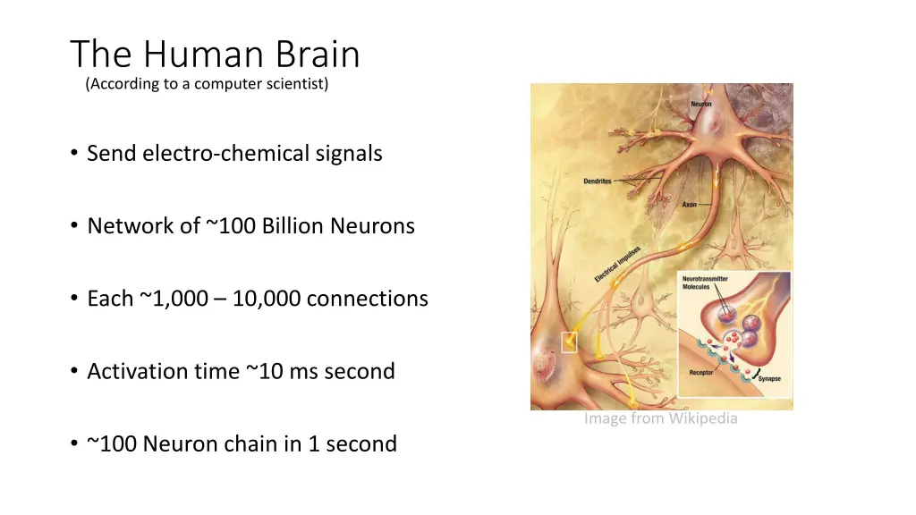 the human brain according to a computer scientist
