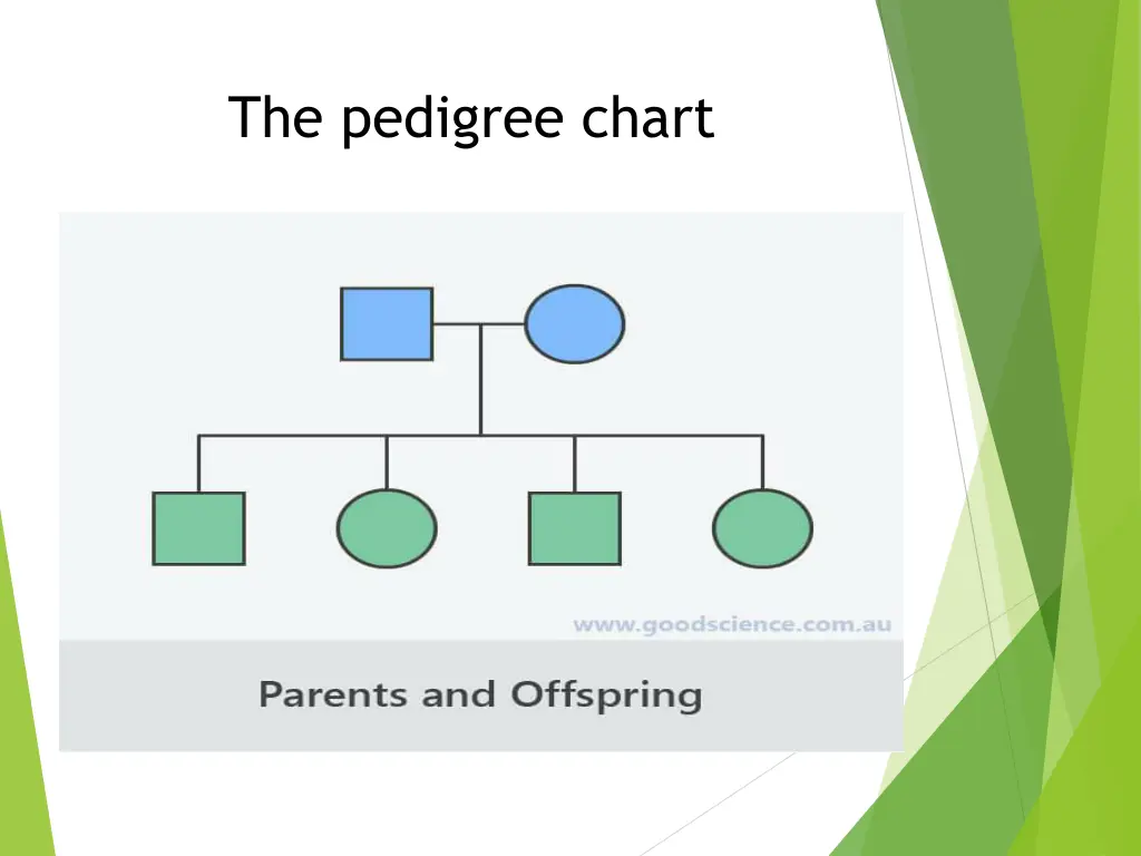 the pedigree chart