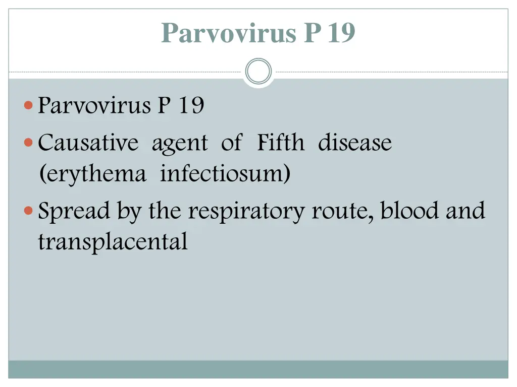 parvovirus p 19