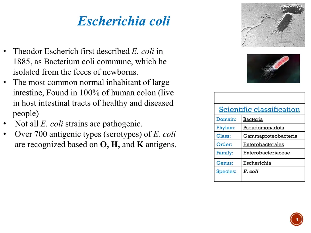 escherichia coli
