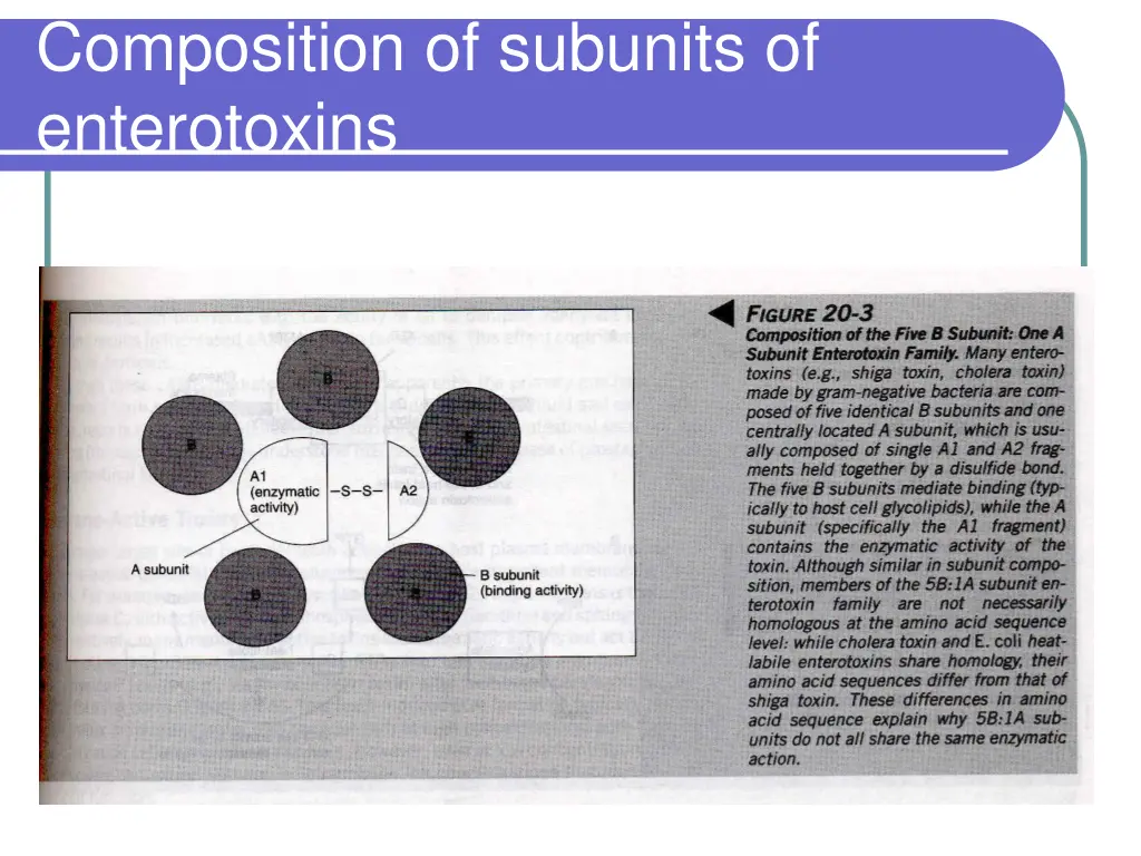 composition of subunits of enterotoxins