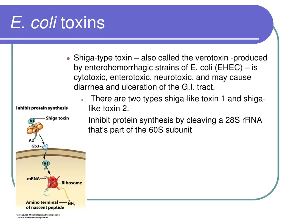 e coli toxins 2