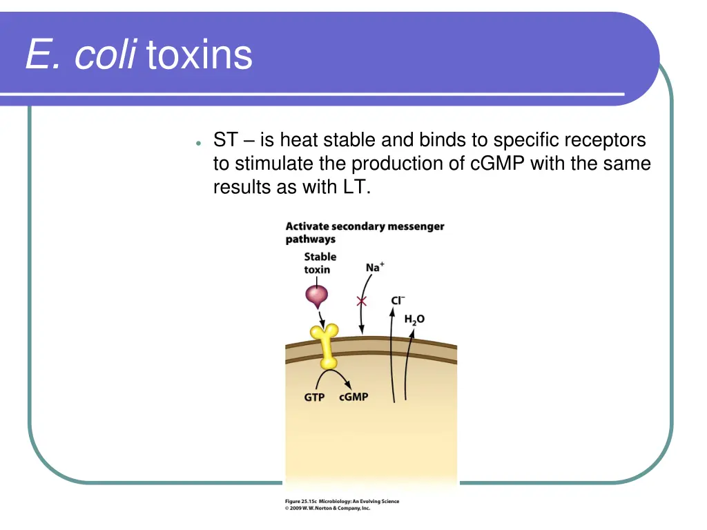 e coli toxins