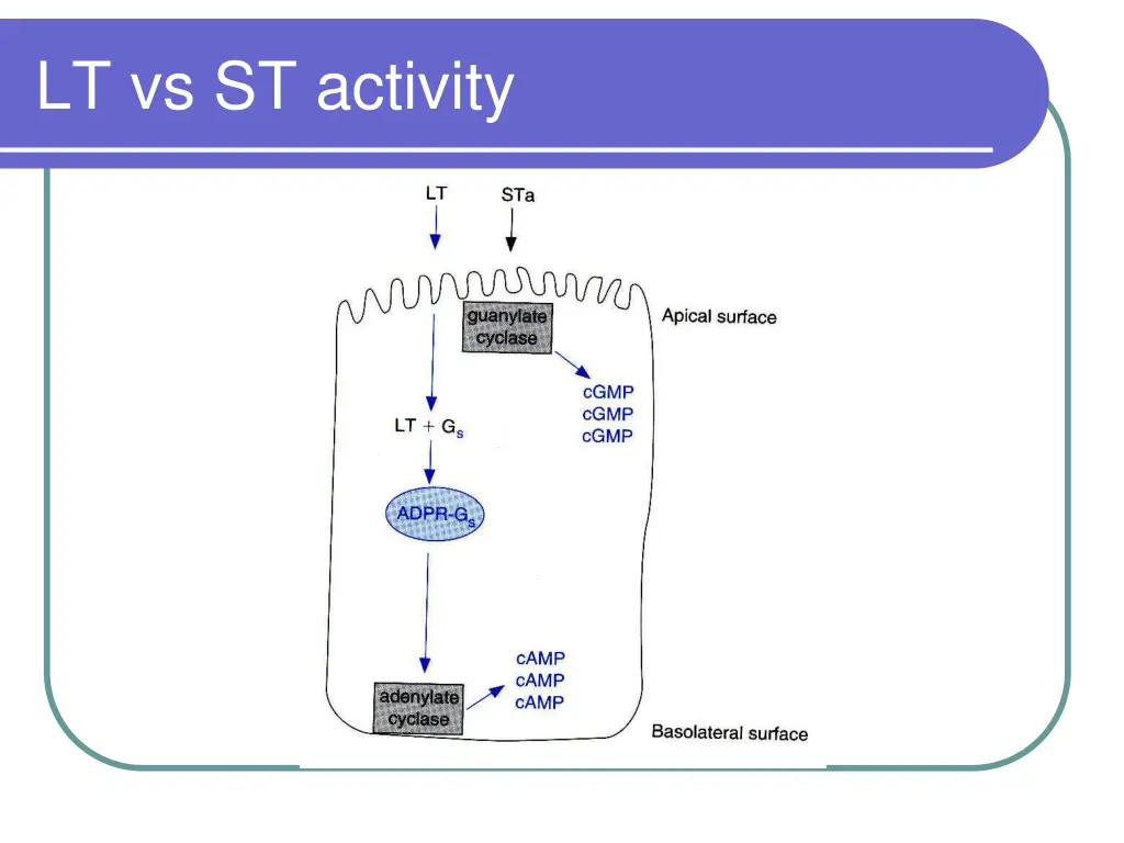 lt vs st activity