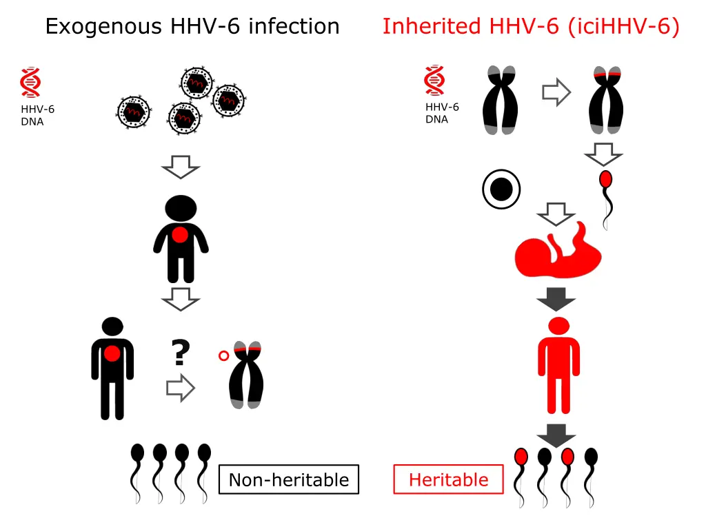 exogenous hhv 6 infection