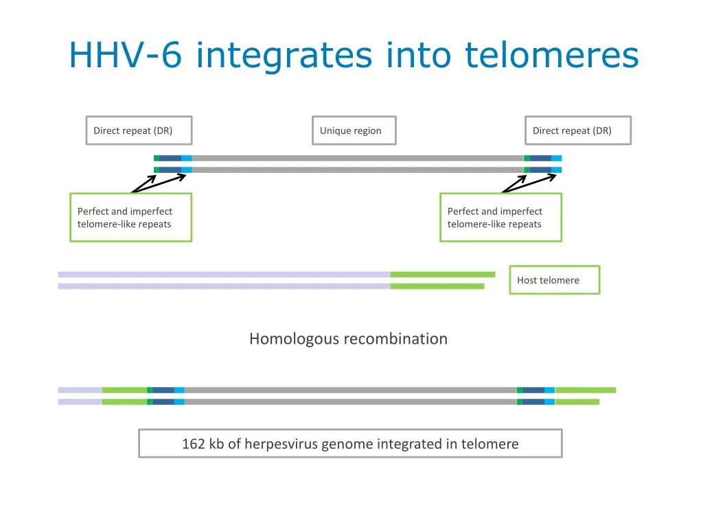 hhv 6 integrates into telomeres