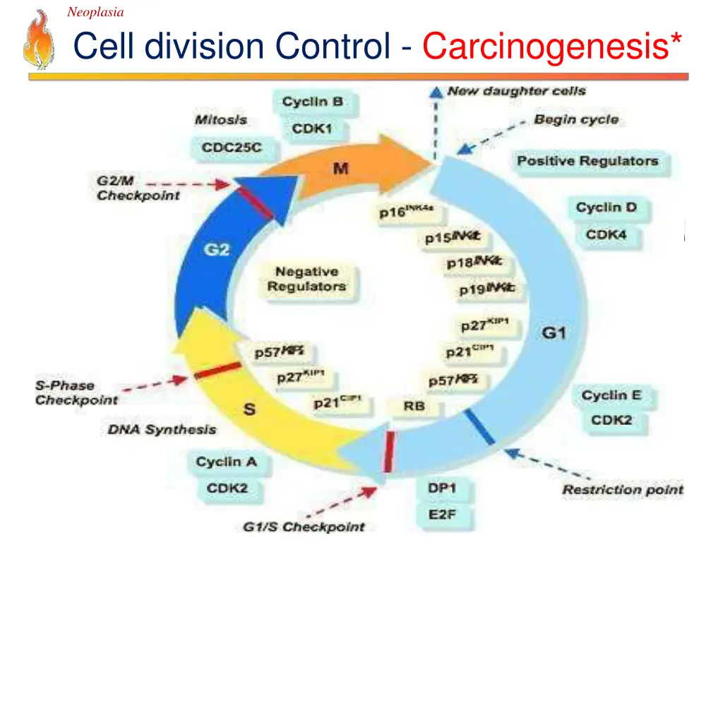 neoplasia cell division control carcinogenesis