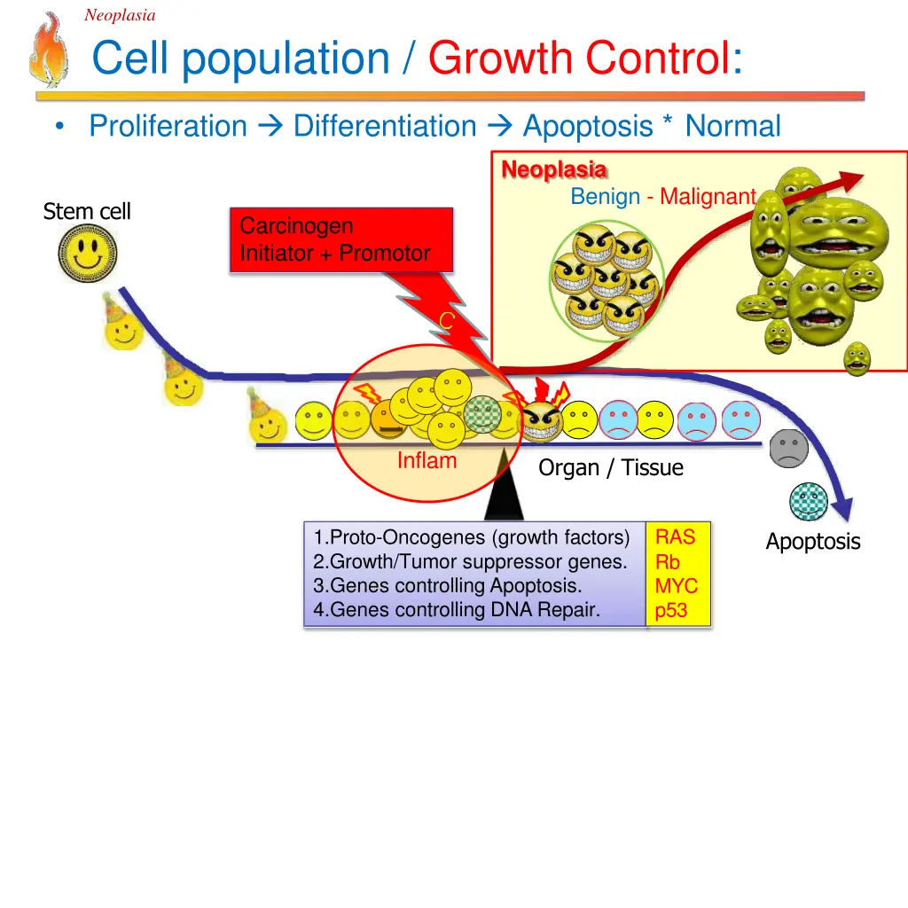 neoplasia cell population growth control