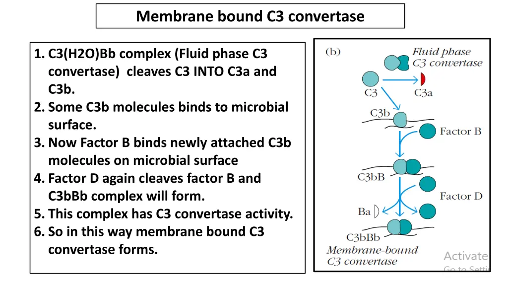 membrane bound c3 convertase