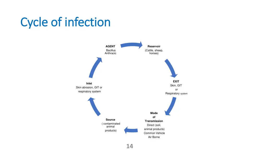 cycle of infection cycle of infection 2