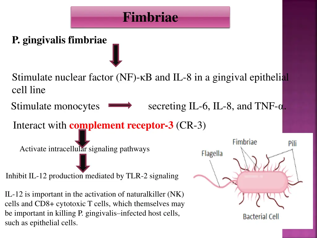 fimbriae