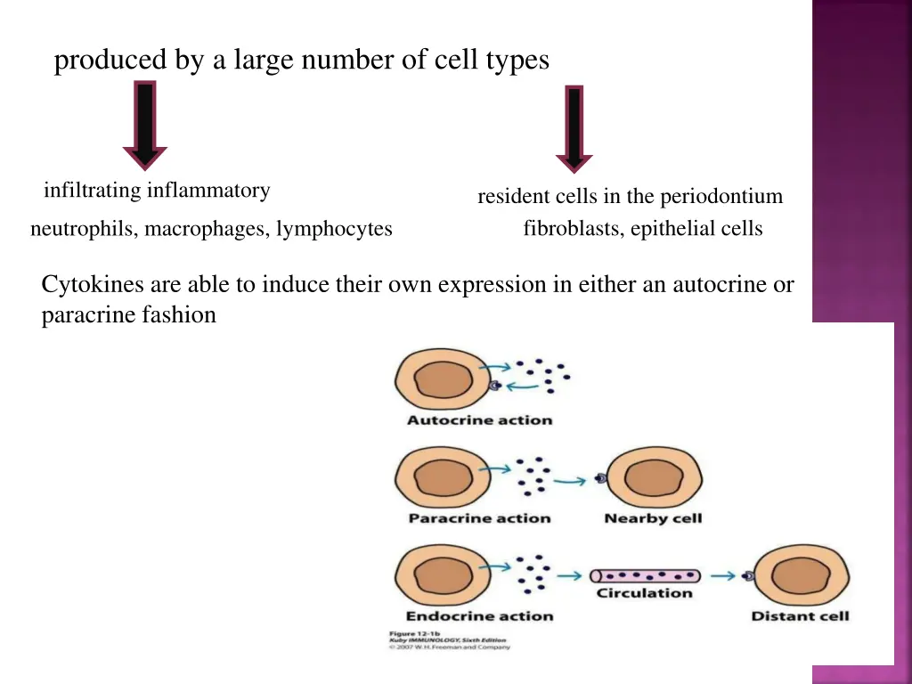 produced by a large number of cell types