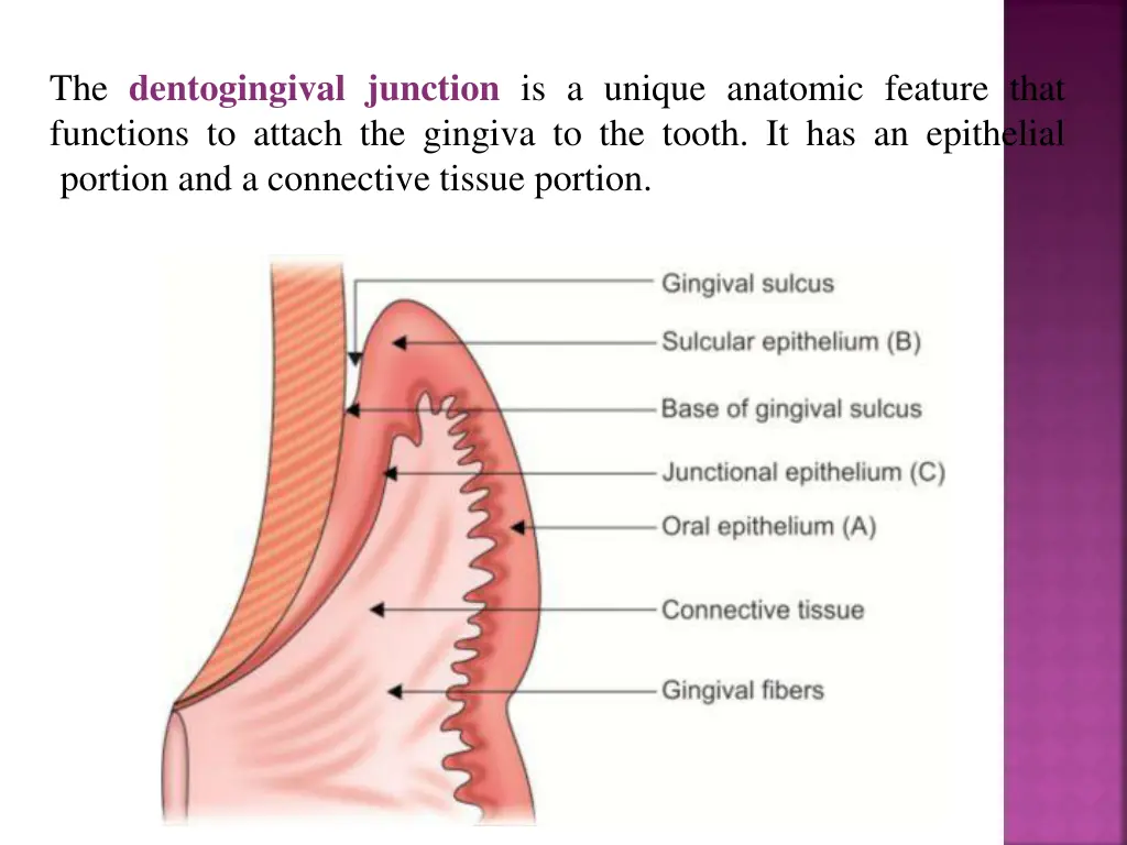 the dentogingival junction is a unique anatomic