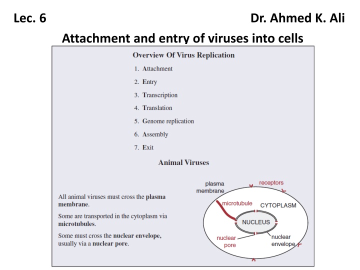 lec 6 dr ahmed k ali attachment and entry