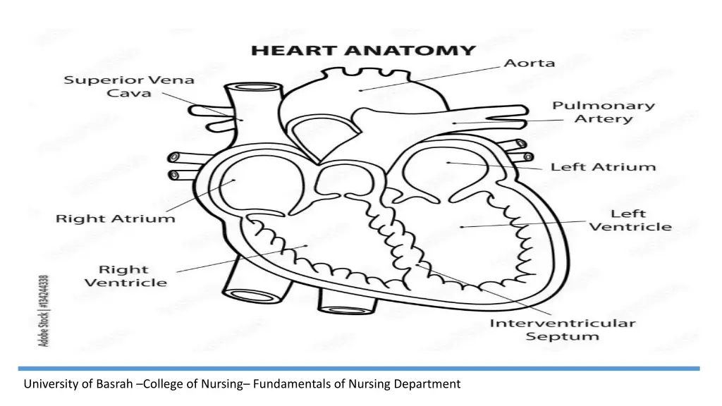 university of basrah college of nursing