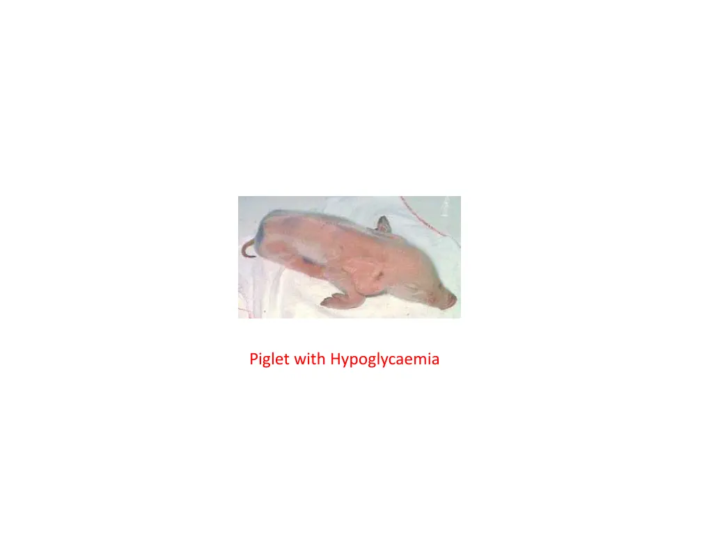 piglet with hypoglycaemia
