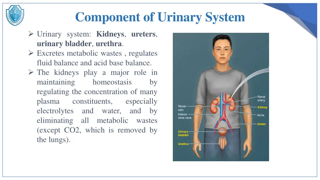 component of urinary system