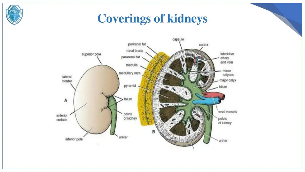 coverings of kidneys 1